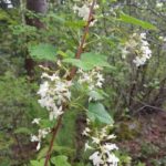 Ribes sanguineum 'Hanneman's White'-