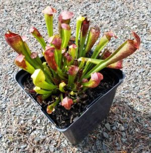 Sarracenia 'Bug Bat' 2