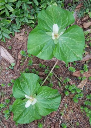 Trillium albidum