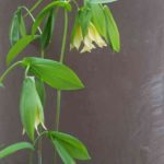 Uvularia grandiflora 1