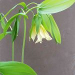 Uvularia grandiflora 2