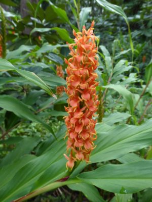 Hedychium densiflorum