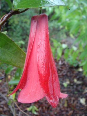 Lapageria rosea