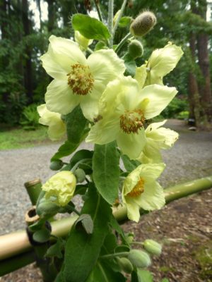 Meconopsis paniculata KCSH# P1050284