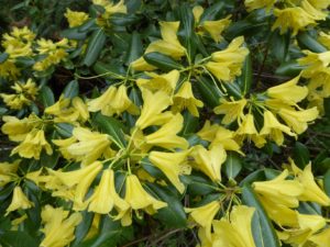 R. 'Bodnant Yellow'