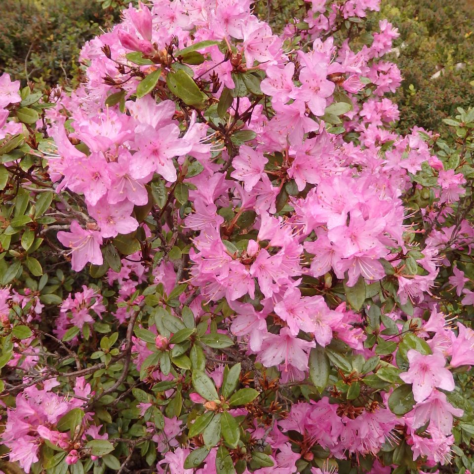 Glendoick Bird Series of Dwarf Hybrid Rhododendrons – Rhododendron ...