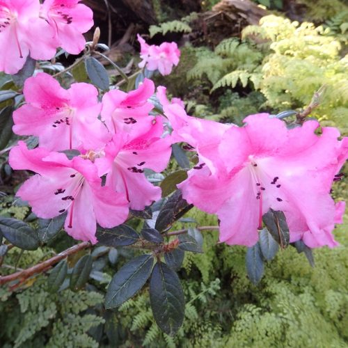 Rhododendron 'Plover'