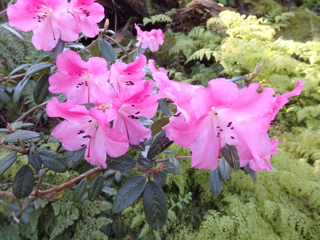 Rhododendron 'Plover'
