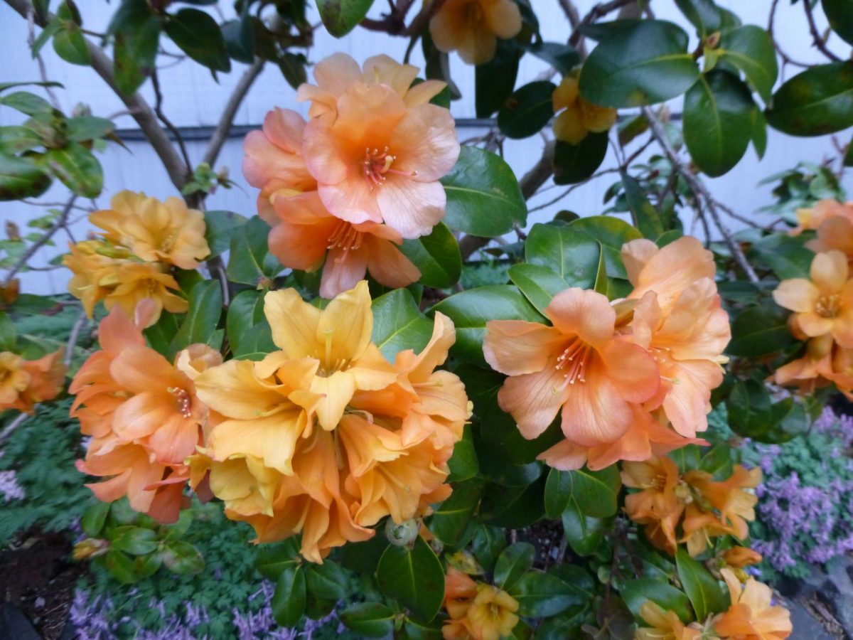 Rhododendron ‘Trewithen Orange’ Rhododendron Species Botanical Garden