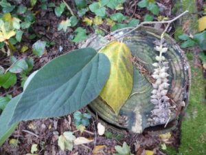 Sinowilsonia henryi