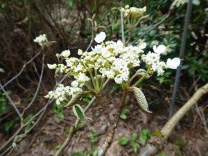 Viburnum furcatum 569