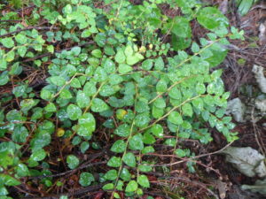 Gaultheria nummularioides