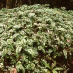 Gaultheria nummularioides_bersay, sikkim