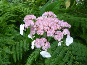 Hydrangea aspera