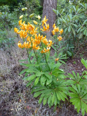 Lilium hansonii