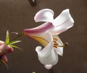 Lilium leucanthum