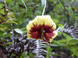 Lilium poilanei