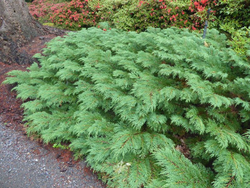 Microbiota decussata RSBG – Rhododendron Species Botanical Garden