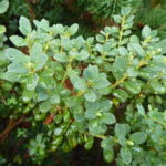 R. calostrotum ssp. riparium (Calciphilum Group)