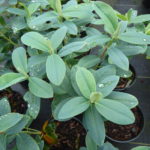 R. cinnabarinum foliage
