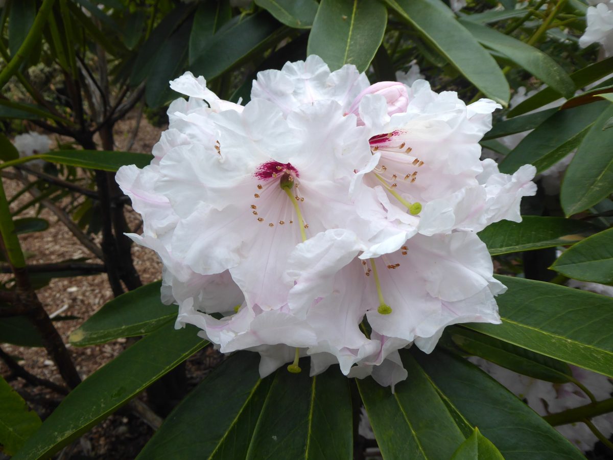 Rhododendron ‘Calfort Bounty’ – Rhododendron Species Botanical Garden