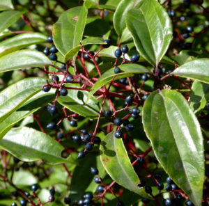 Viburnum propinquum