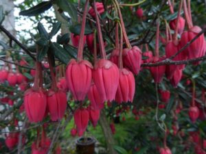 Crinodendron hookerianum