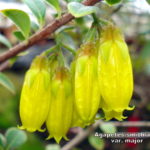 Agapetes smithiana var. major