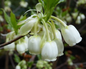 Enkianthus serrulatus