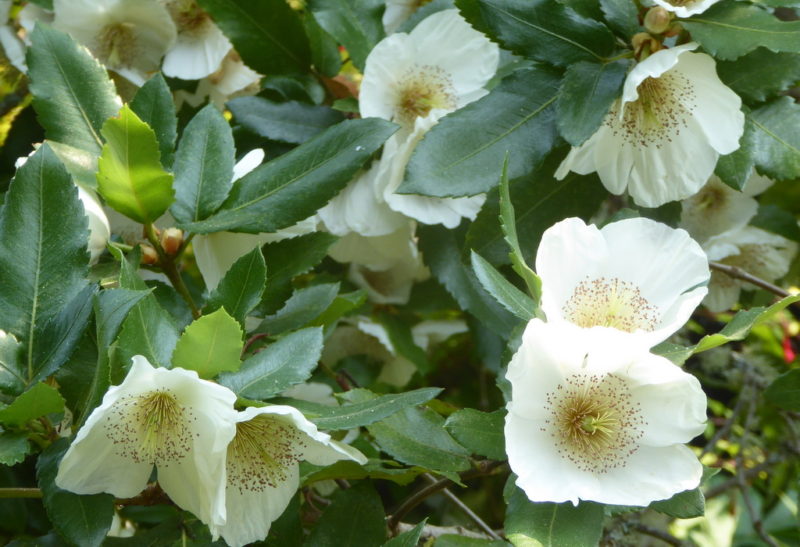 Eucryphia x nymansensis ‘Nymansay’ – Rhododendron Species Botanical Garden