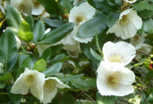 Eucryphia x nymansensis ‘Nymansay’