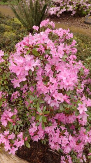 Rhododendron 'Pintail'