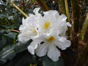 Rhododendron hancockii 1998/710