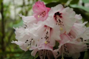 Rhododendron magnificum 252sd2018