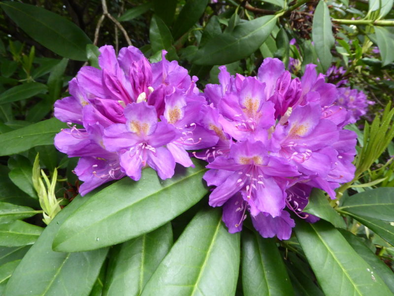 Rhododendron ponticum RSBG – Rhododendron Species Botanical Garden