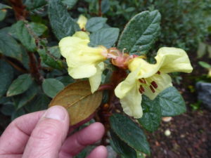 Rhododendron seinghkuense RSBG