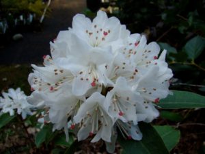 Rhododendron siderophyllum 141sd2019