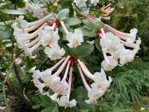 Rhododendron tuba