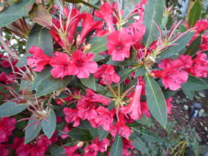 Rhododendron vialii SEH#225 2013/252