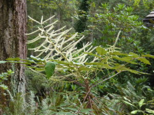 Schefflera delavayi SEH#18007