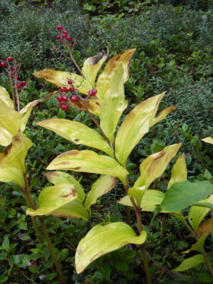 Smilacina japonica