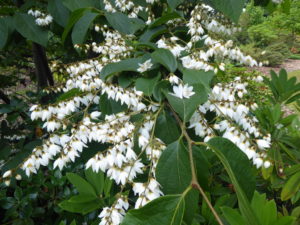 Styrax huanus