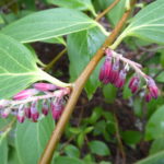 Vaccinium gaultheriifolium var. glaucorubrum