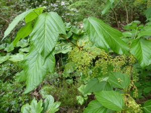 Acer sterculiaceum ssp. franchetii RSBG