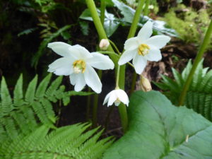 Podophyllum aurantiocaule