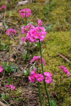 Primula rosea