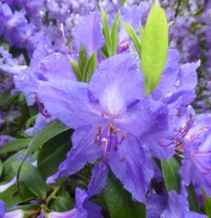 R. augustinii 'Cerulean Mist'