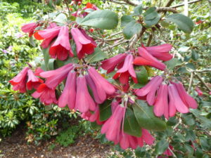 R. cinnabrinum Roylei Group 'Magnificum'