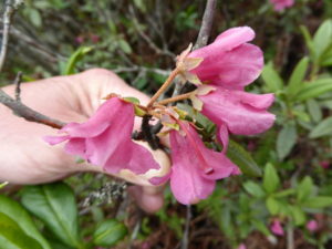 R. glaucophyllum var. glaucophyllum