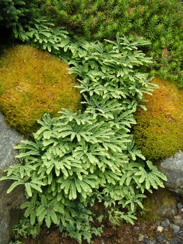 Plant Catalog Archive Garden List Rhododendron – Botanical Species